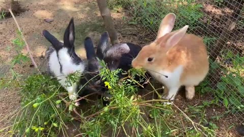 Cute rabbit 🐰 eating food