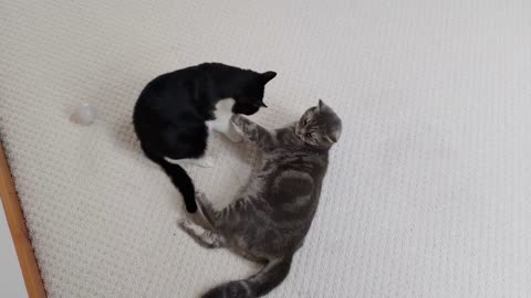 Cat Bites Then Kisses Other Cat