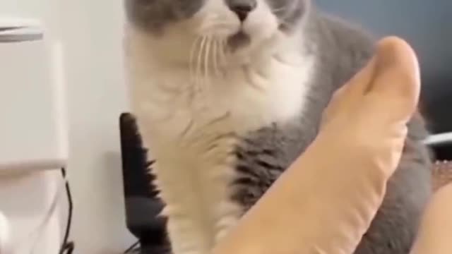 Cat funny cat videos