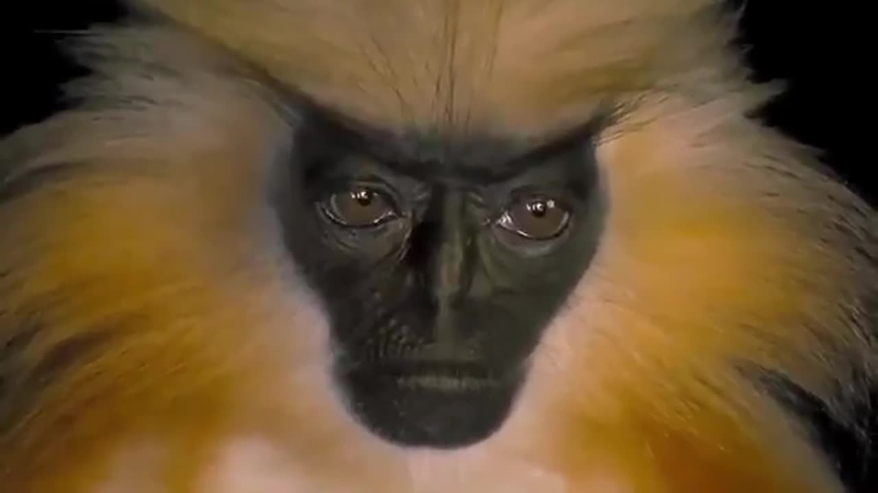 Golden Langur (Trachypithecus geei).