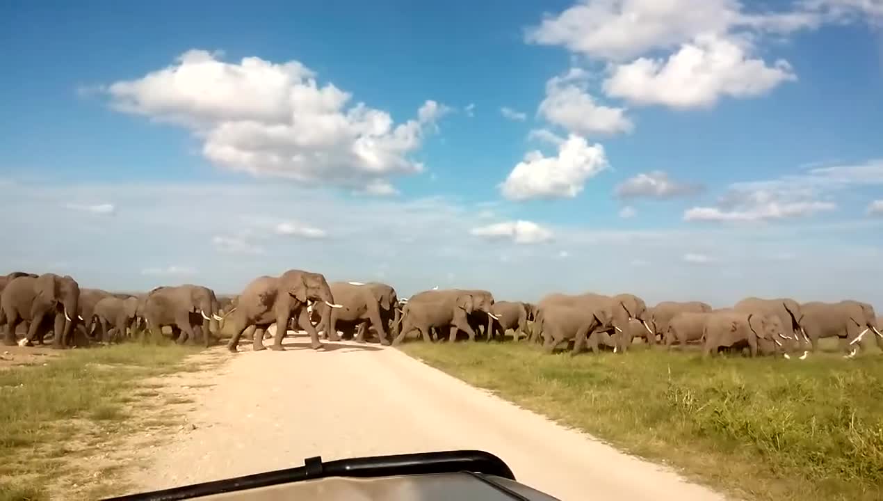 A big herd of elephants as witnessed in Amboseli national park