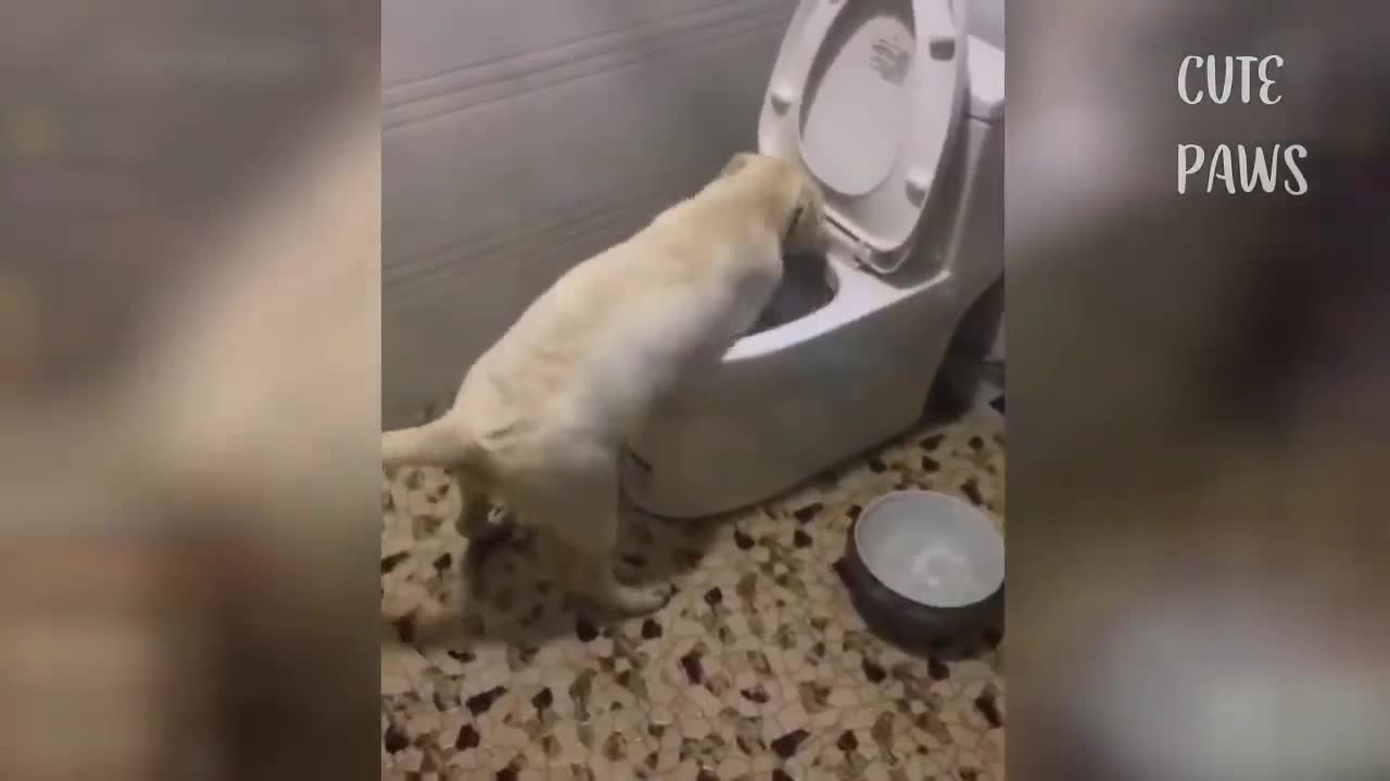 Funny Cats;Cute and Baby Cats Videos3