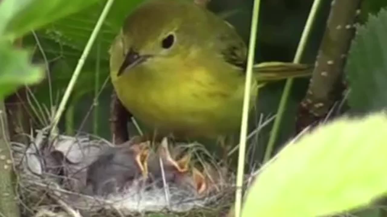 Baby and mother love\\//#birds #birdsofindia baby #loveandhiphop