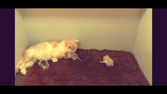 Cute Cats Funny Video / Cats eating funny video