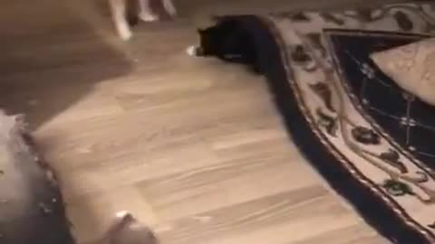 Cat Pranks Their Companion by Hiding Under Carpet and Startling Them by Appearing Suddenly