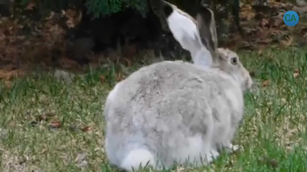 Funny & Cute Rabbits 🐰# Cute Moments For Rabbits # Trending Video #