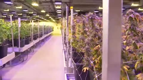 GROWING EXPOSED - CANNABIS