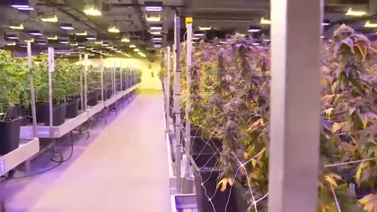 GROWING EXPOSED - CANNABIS