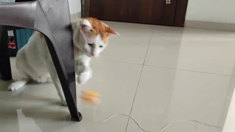 Cat funnyvideo 😆😆😆