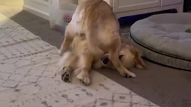 Too darn cute ☺️ It Will Make You Smile