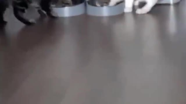 Cute cat video #Short #puppy #firstshortvideo