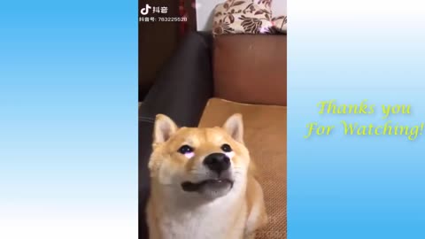 Funny animal video