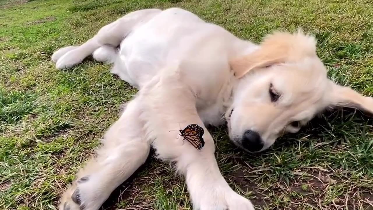The butterfly effect 🦋🐕💖