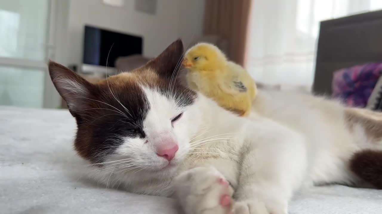 The Cat is Shocked by the Chick sleeping on it like a pillow