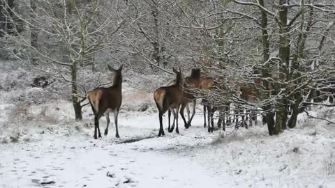 Wildlife - Free Nature animals Videos
