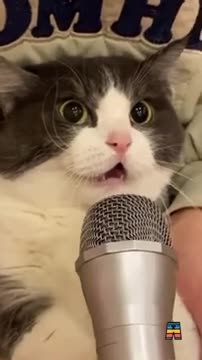 Cat Singing Her Masterpiece OMG So Cute❤️ funniest cat