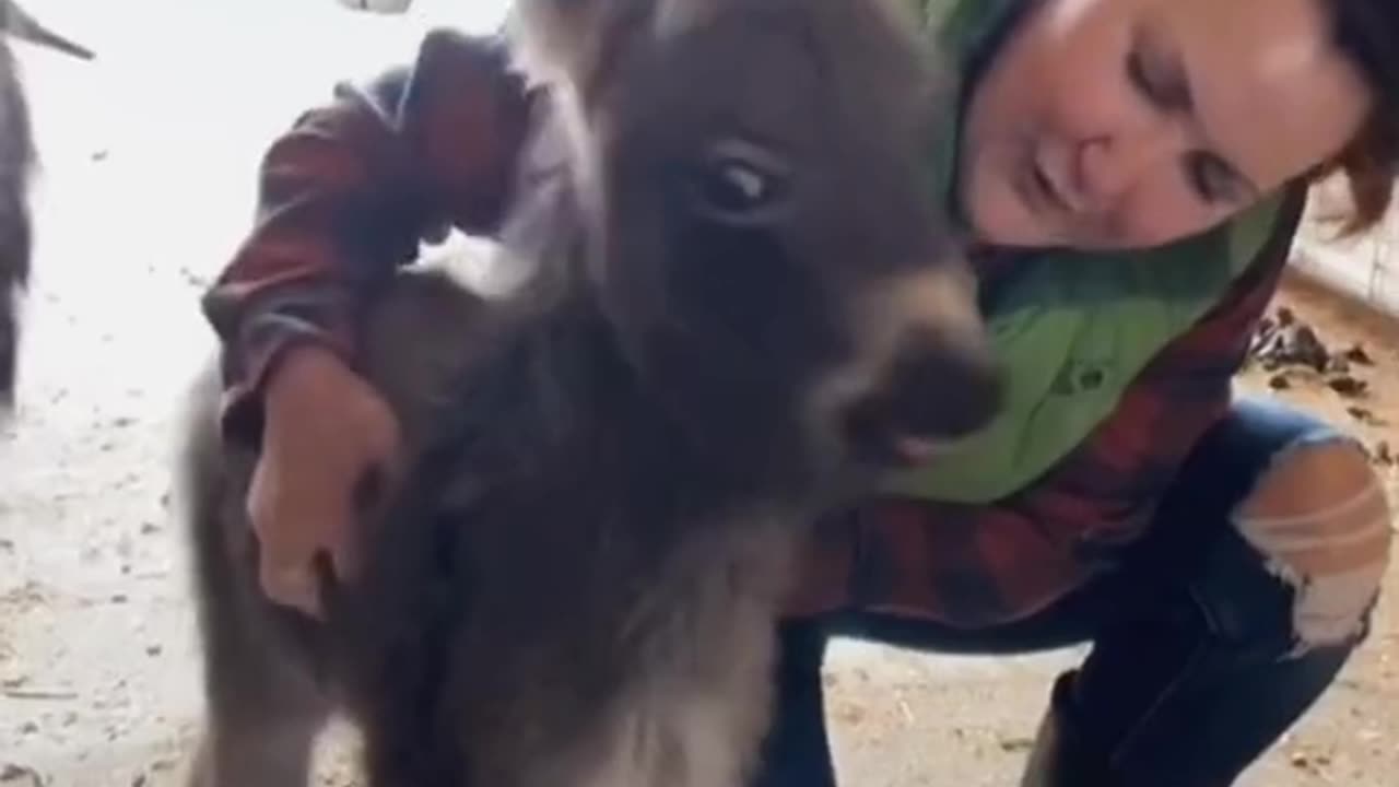 Cute little donkey to share with cute you”