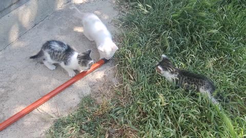 Little kittens meow. A little kitten jumps on me 😂