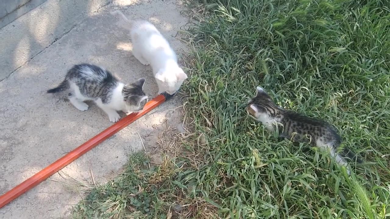 Little kittens meow. A little kitten jumps on me 😂