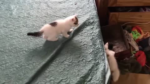 Cute kittens : Funny and cute cat vidéos