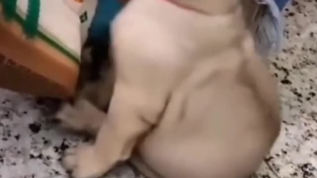 Love dogs - funny dogs moments