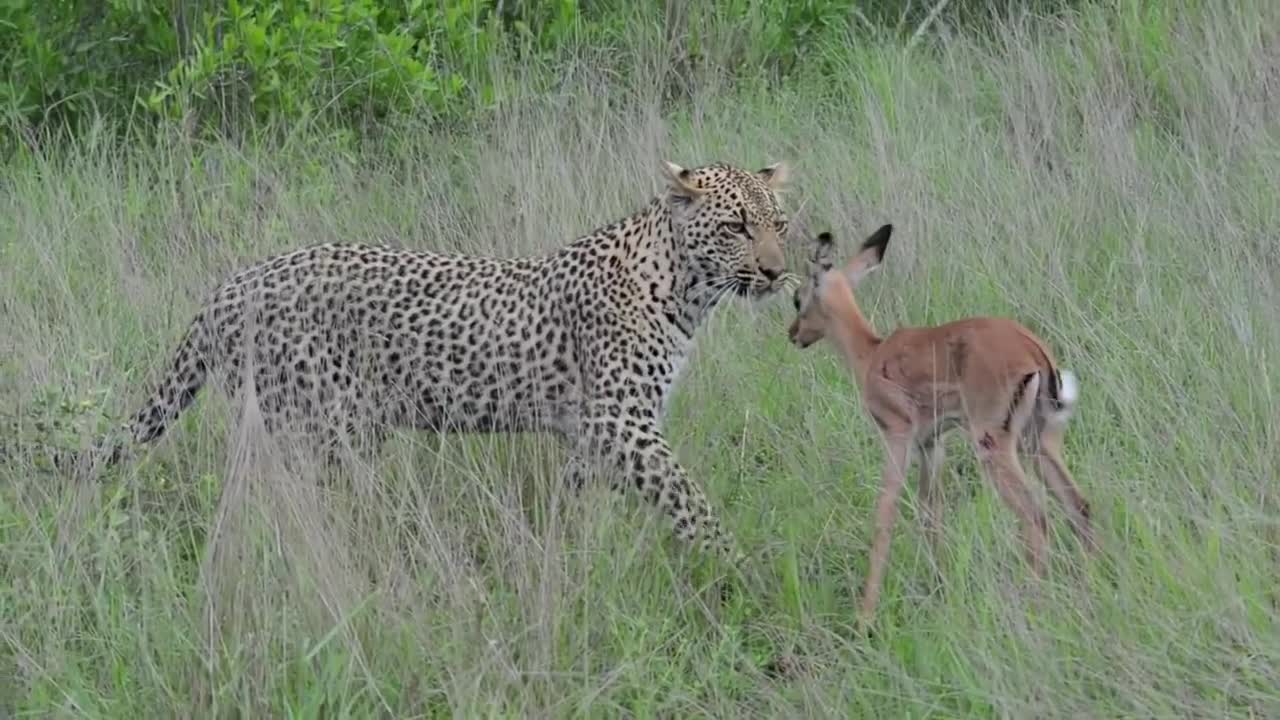 Incredible footage of leopard behaviour during impala kill - Sabi Sand Game Reserve, South Africa