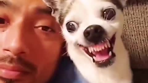 Combination funy pets tiktok video