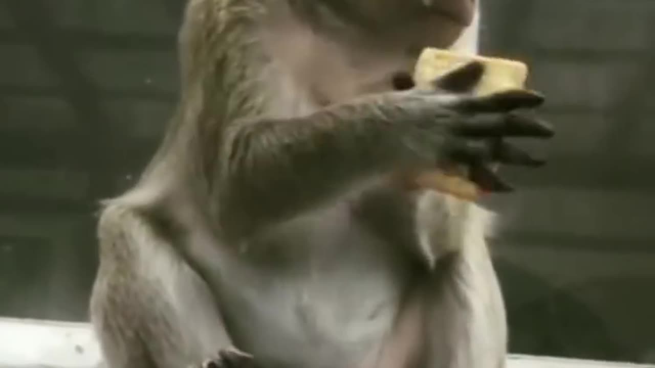 Monkey Funny TikTok video. It will make you laugh 😂