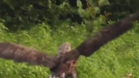 hawk attack on fish