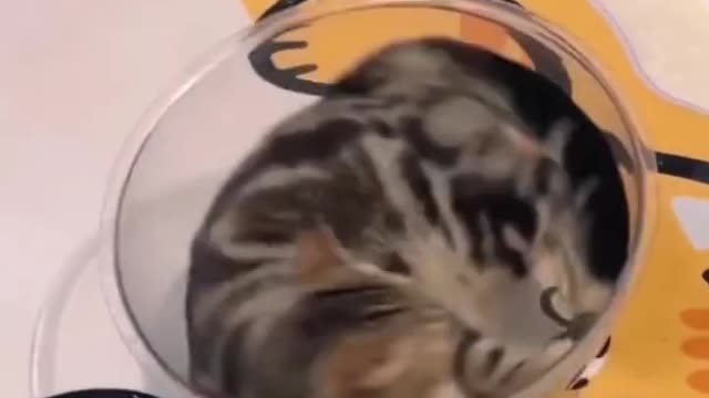 Funny Dogs and Cats Funny Animal Video 2022 🤣