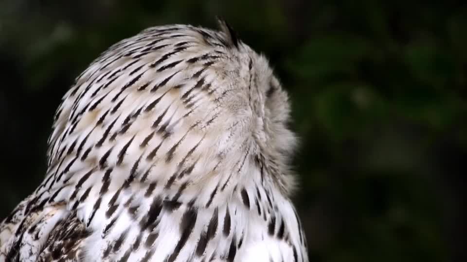 Owl animal bird natur