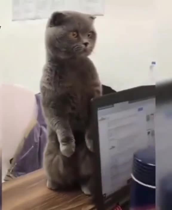 compilation | baby animals 79 | cute animals 79 | kids #shorts