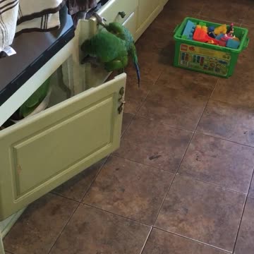Monkey parrot trying to scale kitchen cabinets