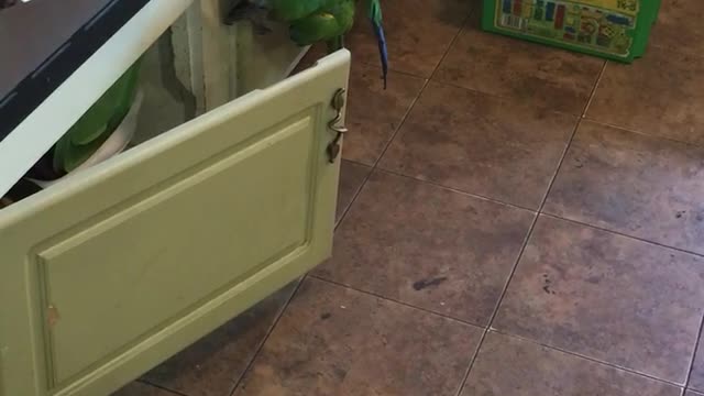 Monkey parrot trying to scale kitchen cabinets