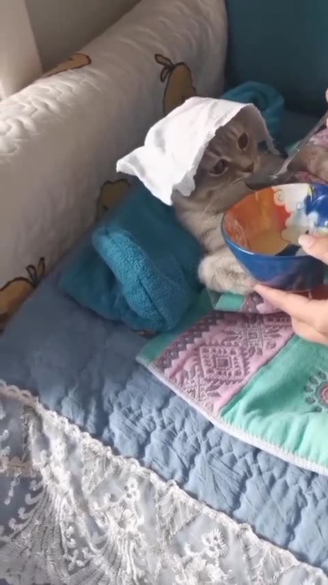 "Unleash the Fun: The Ultimate Guide to Entertaining and Engaging Pets"