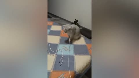 Cats are so funny 🤣 🤣🤣