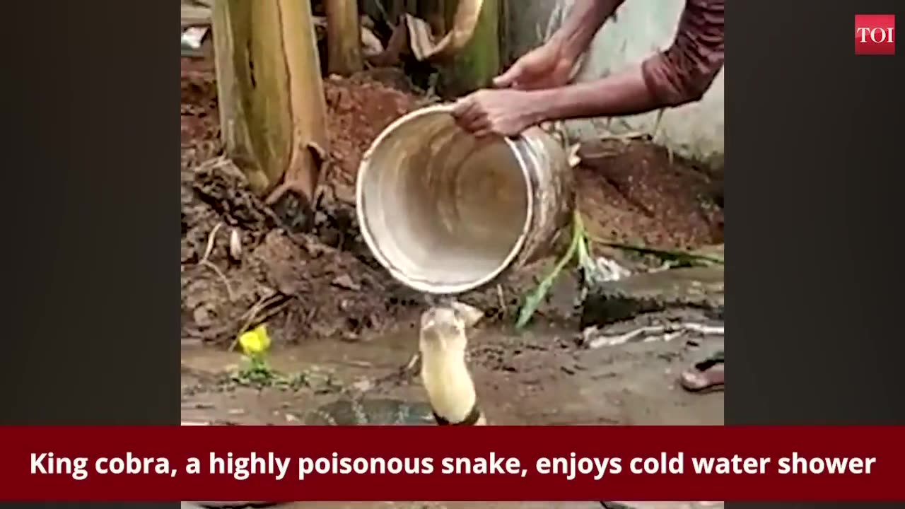 眼镜王蛇喜欢冷水淋浴