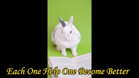 Cute Bunny Reading