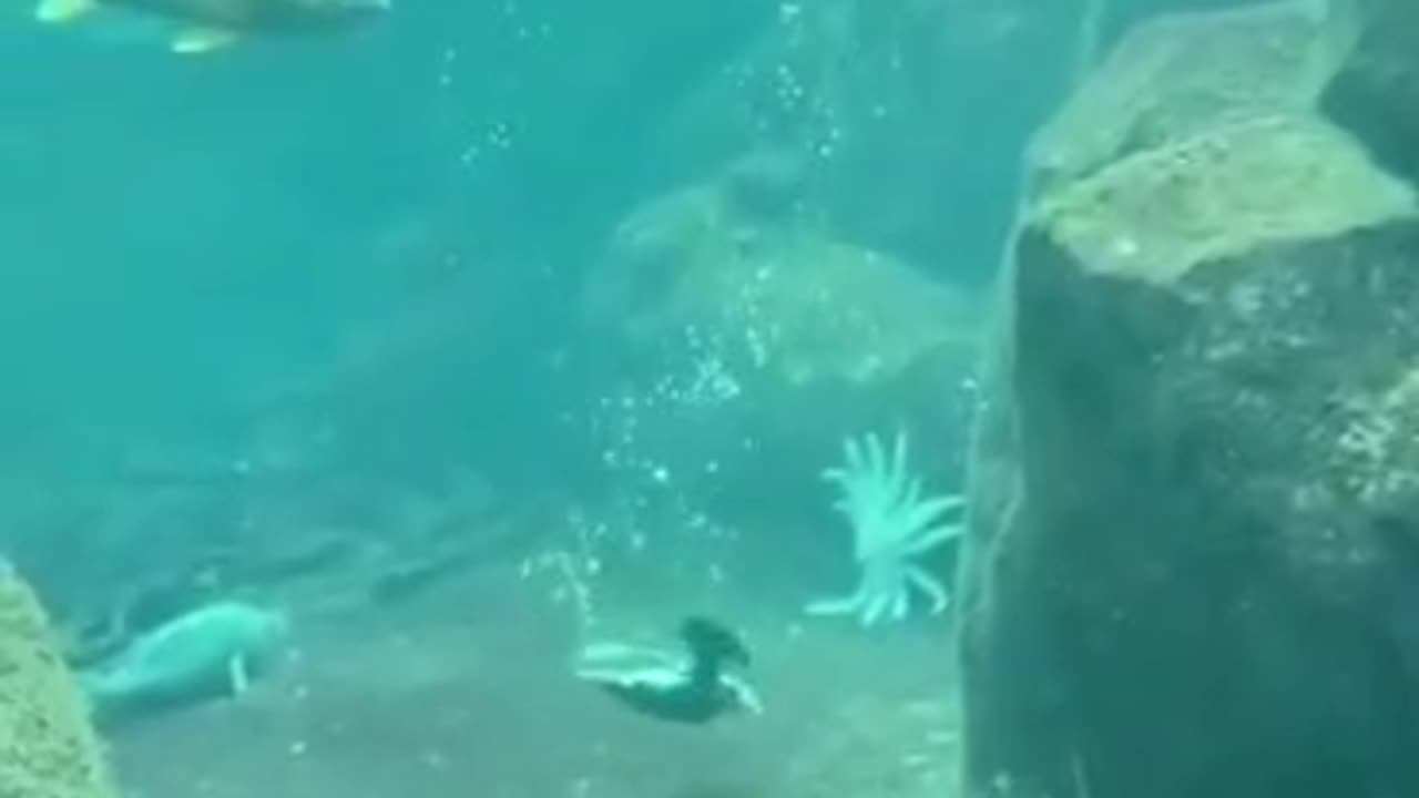 PUFFIN SHOWS OFF HIS UNDERWATER SKILLS