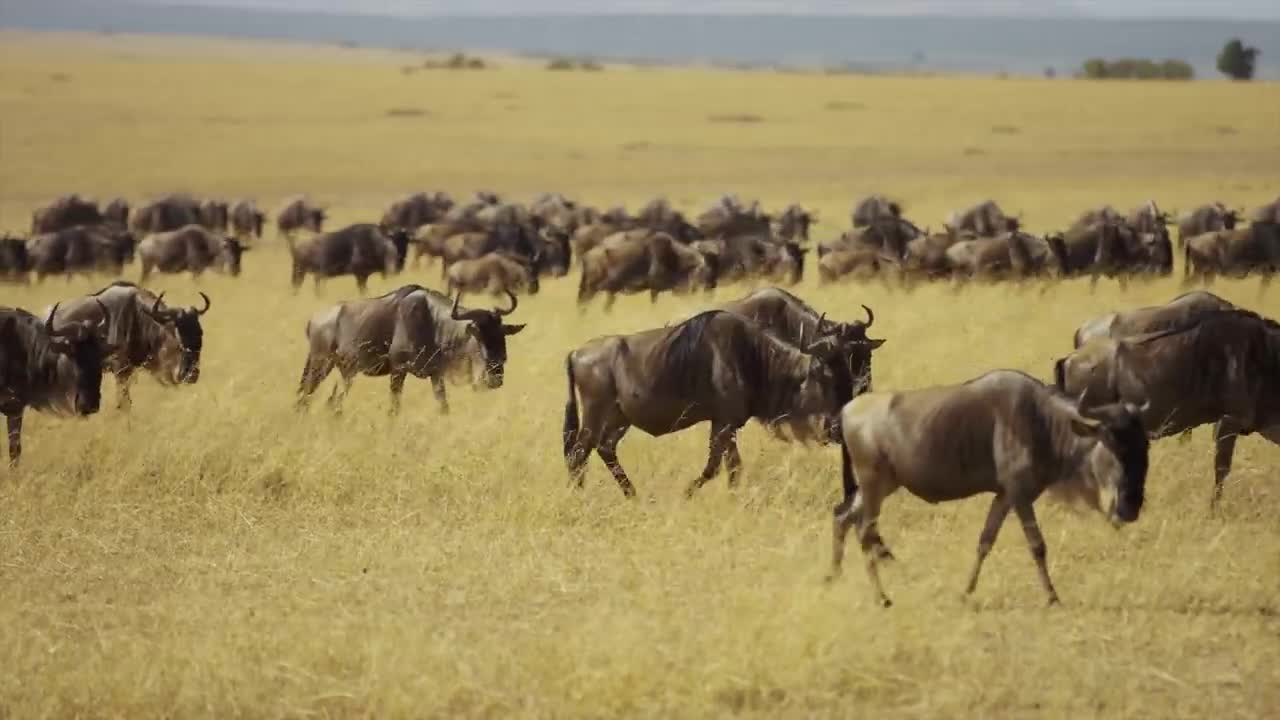 AFRICA The Lost Continent in 8K ULTRA HD - 8of19