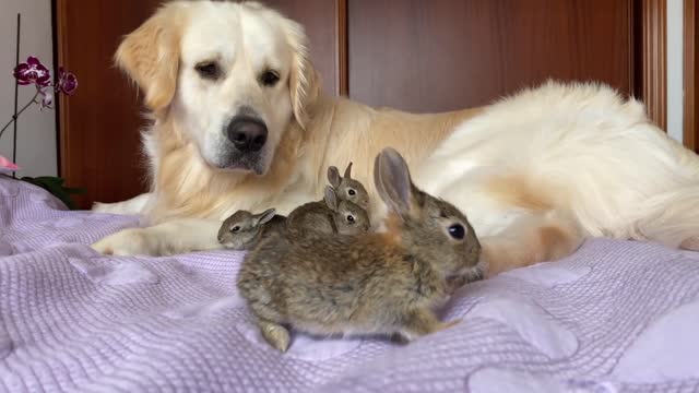 Golden Retriever Can be Friends with Everyone!