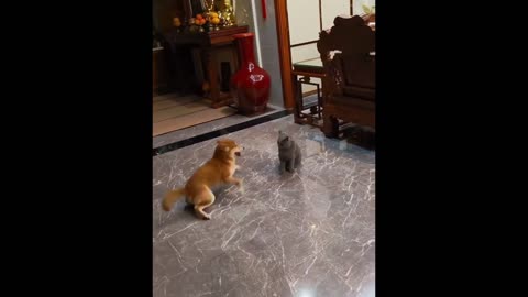 Funny animals - Funny cats _ dogs - Funny animal videos