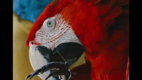 Macaw