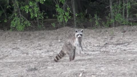 Racoon Wondering about a Hooman