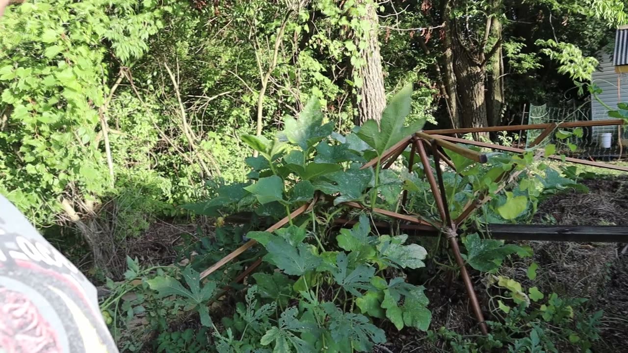 Fall Garden Prep and New Chicken