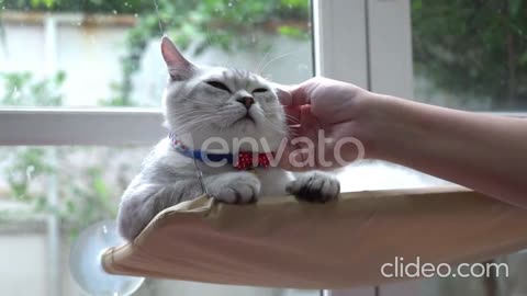 cute white cat video