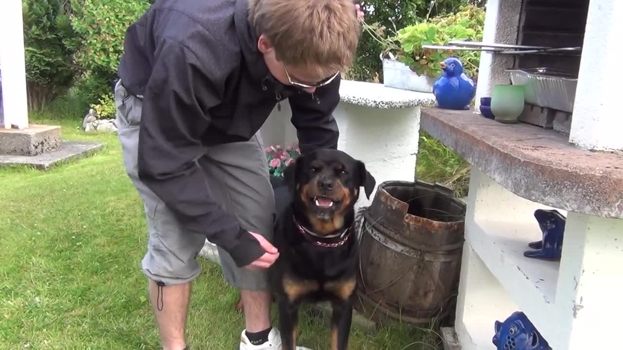 Angry rottweiler