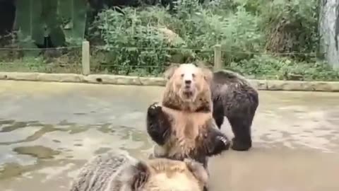 This bear whant food