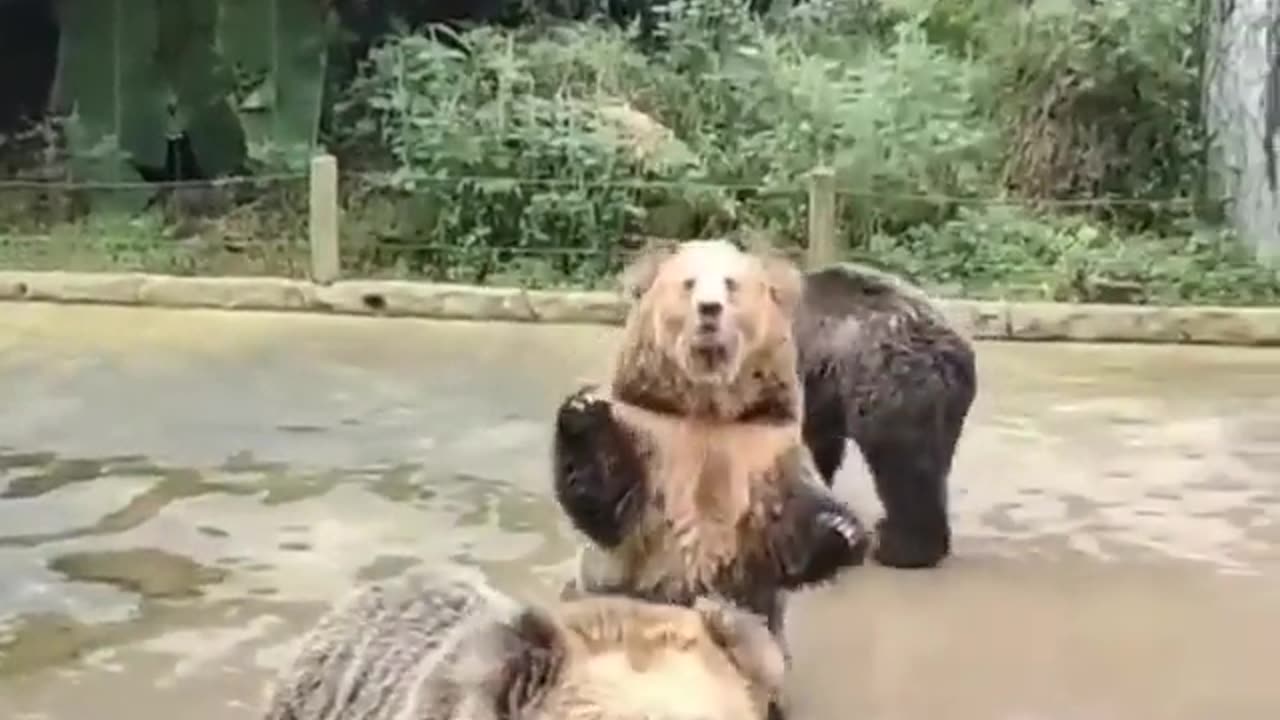 This bear whant food