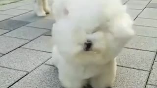 That's how cute they are